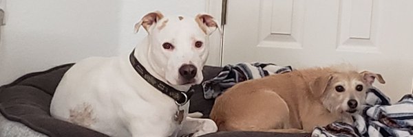 shloozer Profile Banner