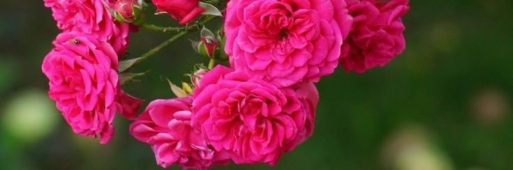 _ushaverma_7's profile banner image