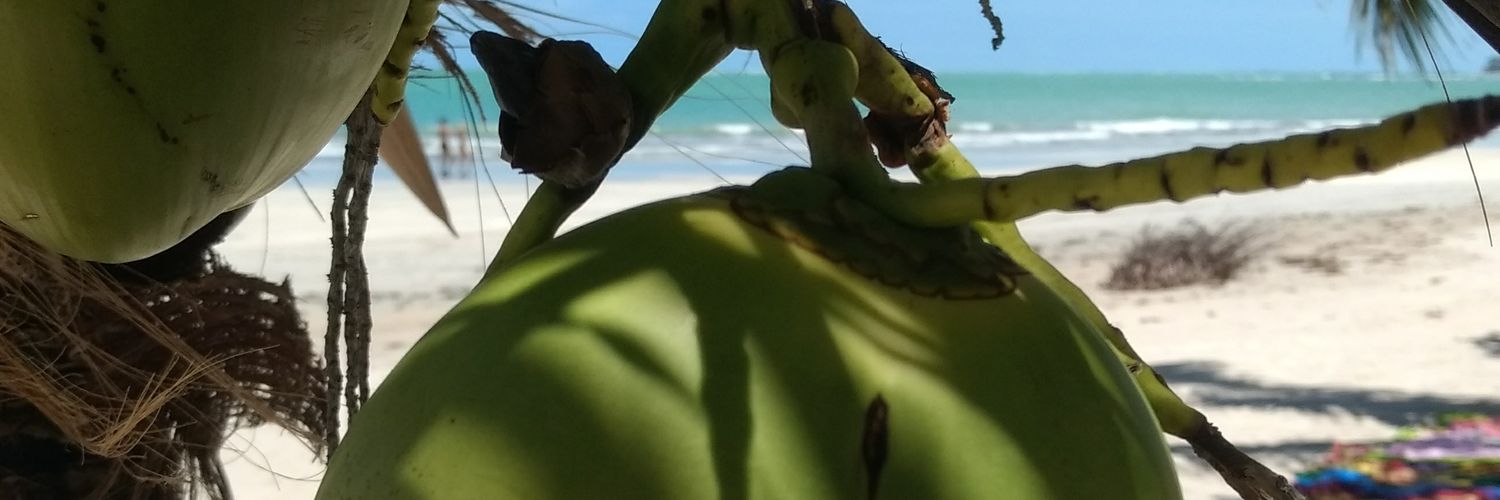 Fernanda Pelper banner