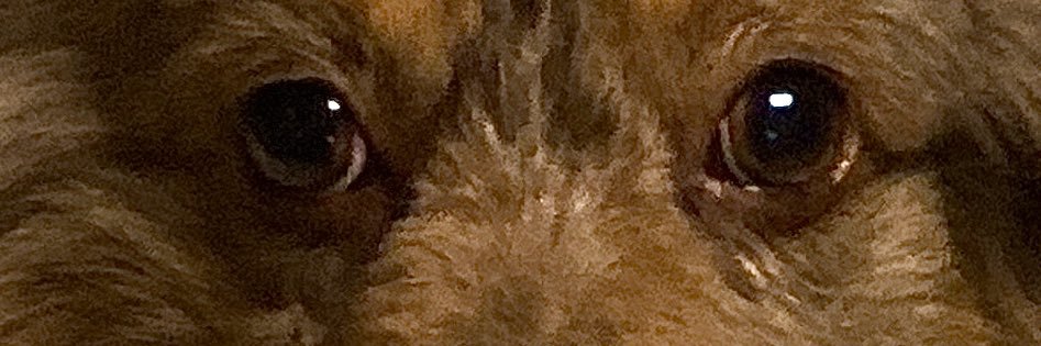 Troblbruin's profile banner image