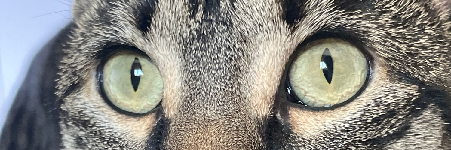 zoerae13's profile banner image