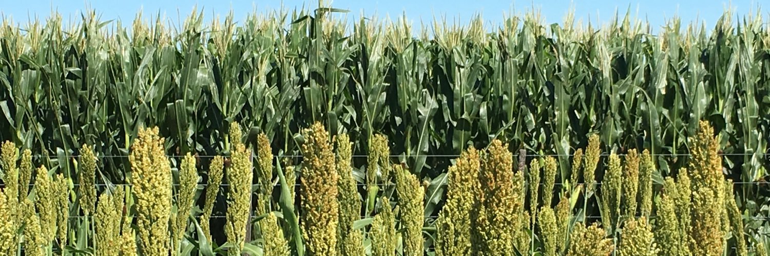 Gustavo Martini banner