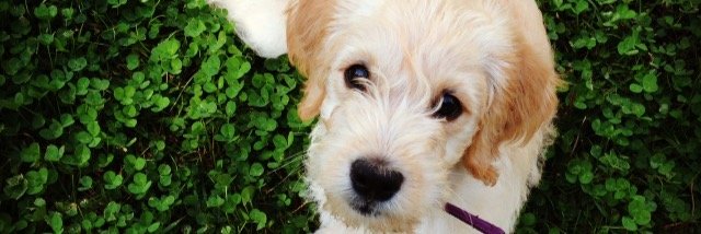 MegTempleton's profile banner image