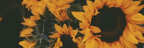 Fanny_016's profile banner image