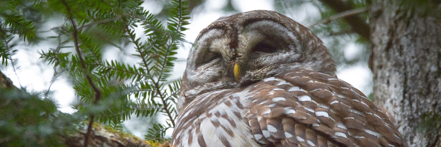 RIBirdHunter's profile banner image