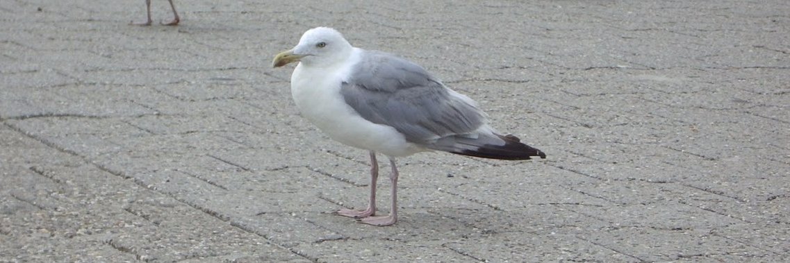 fogbird's profile banner image