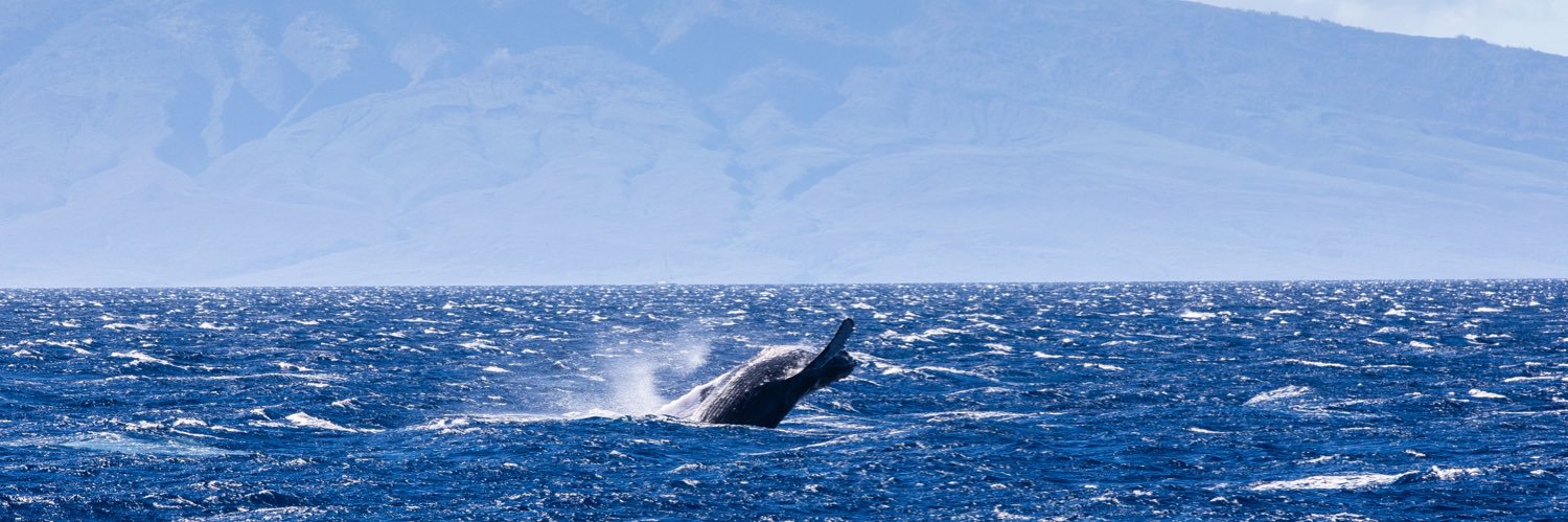 Trapped in Illinois banner