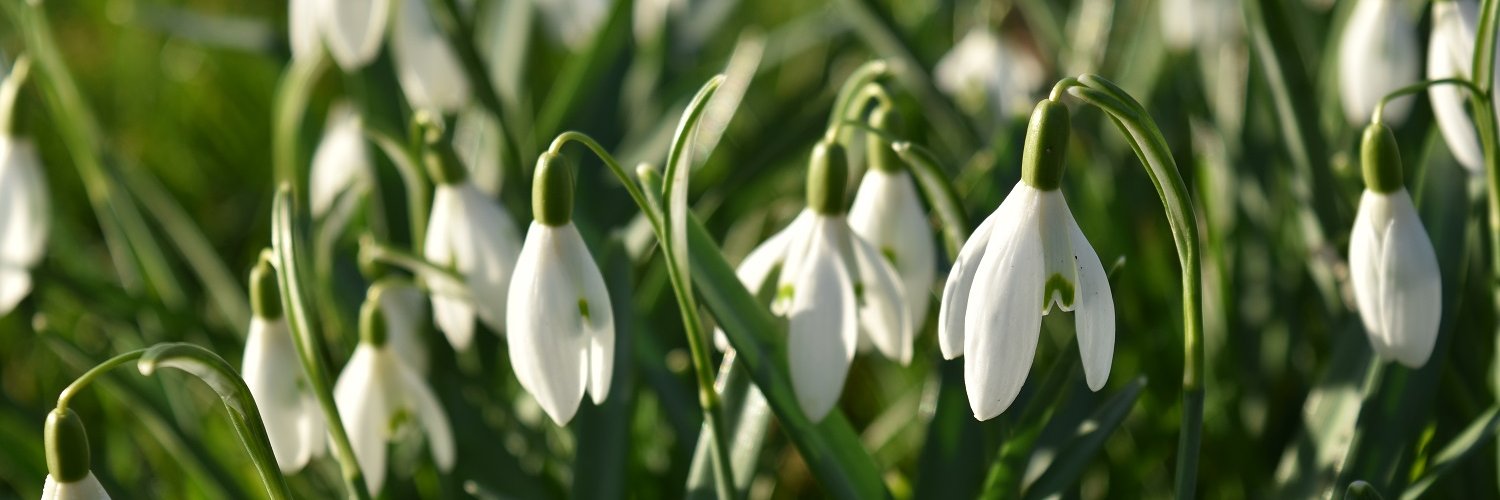 cartwheelhols's profile banner image
