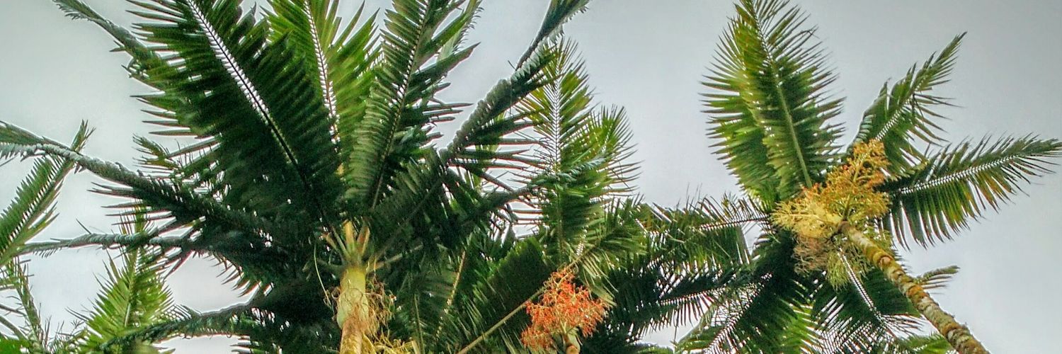 bebocrisp's profile banner image