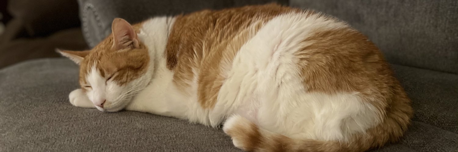 shelby_ham's profile banner image