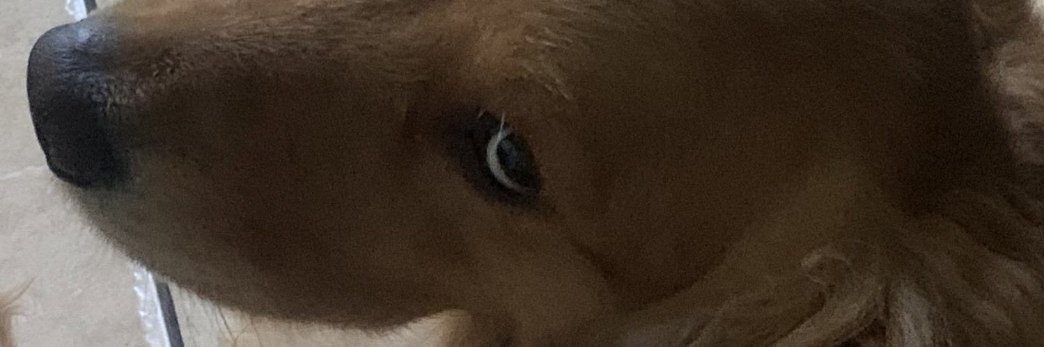 Dylan Bounce banner