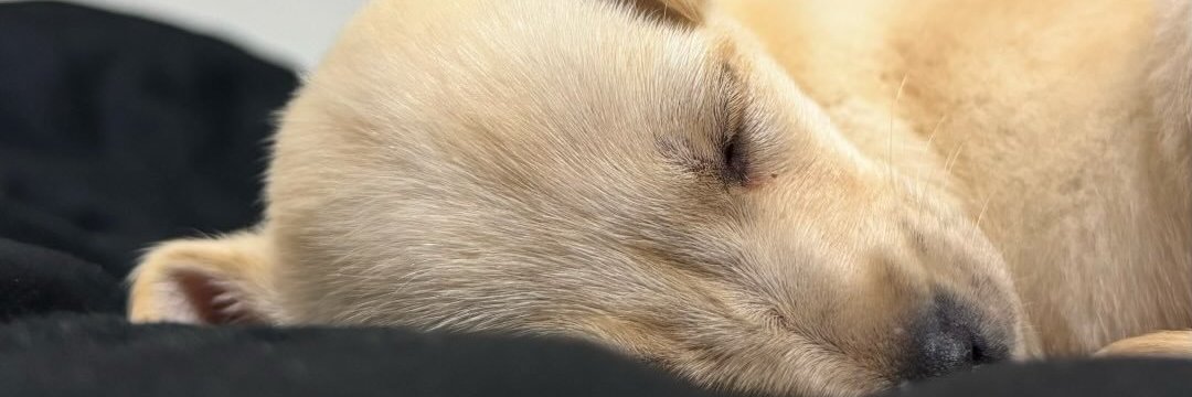 dylanbounce's profile banner image