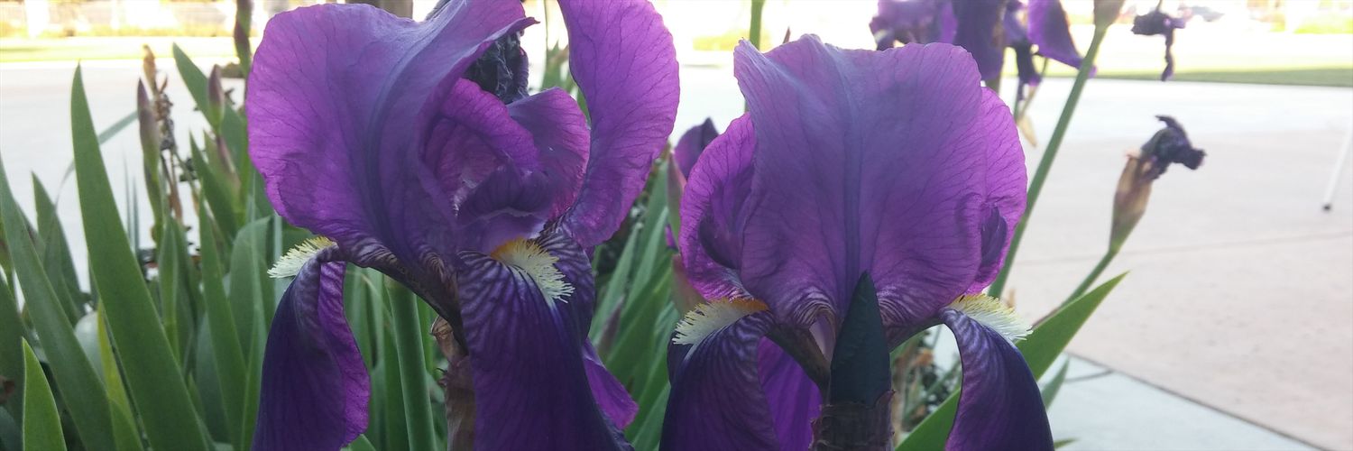 455_559's profile banner image