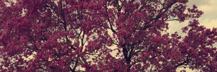_veeyoncee's profile banner image