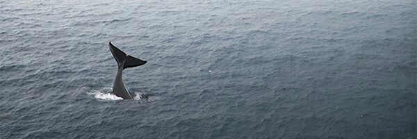 bichoumbria's profile banner image