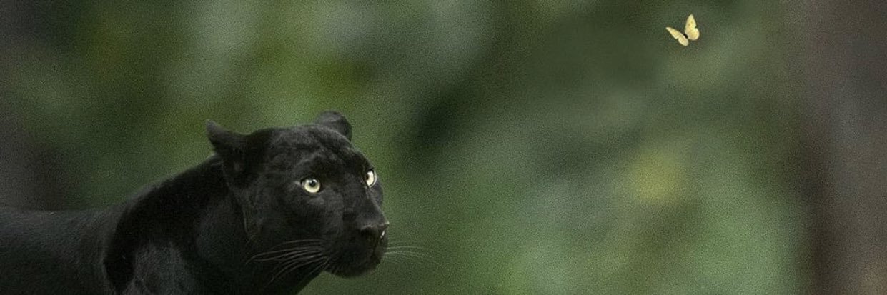 soña banner