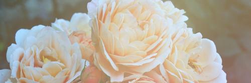 FlorescencexRp's profile banner image