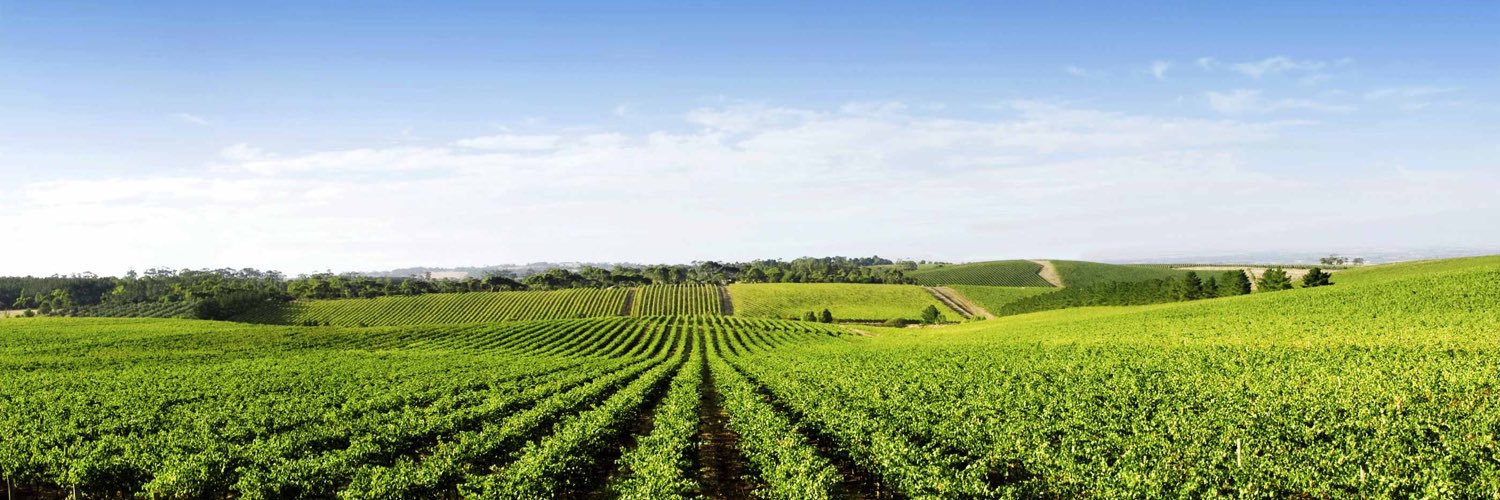 Stems & Skins banner