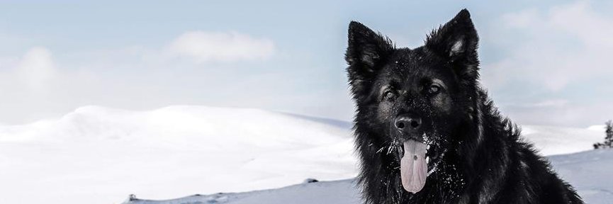 schrodjaeger's profile banner image