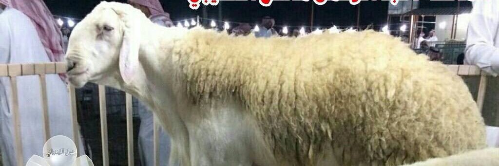 gfo05555's profile banner image