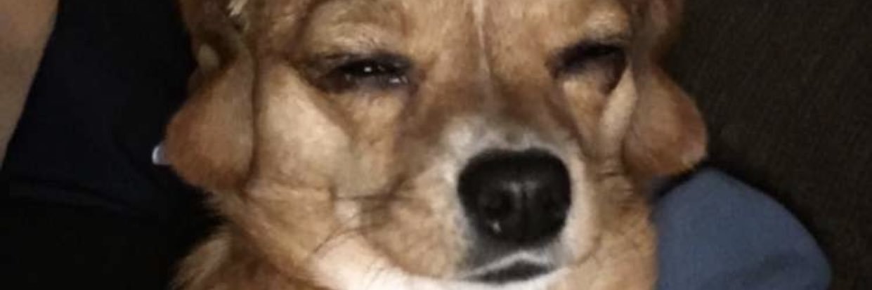 DICKTATlON's profile banner image