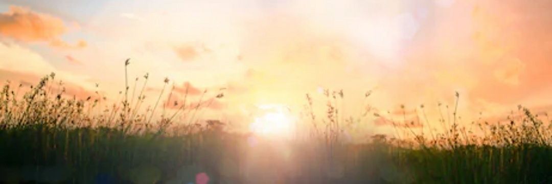 WolfAriom 💛#LovefortheLost banner