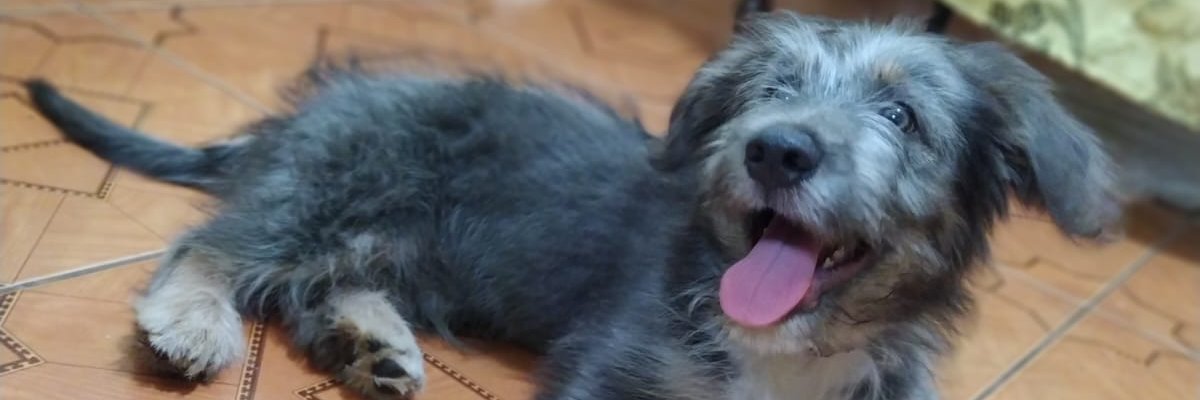 dcoello4a's profile banner image