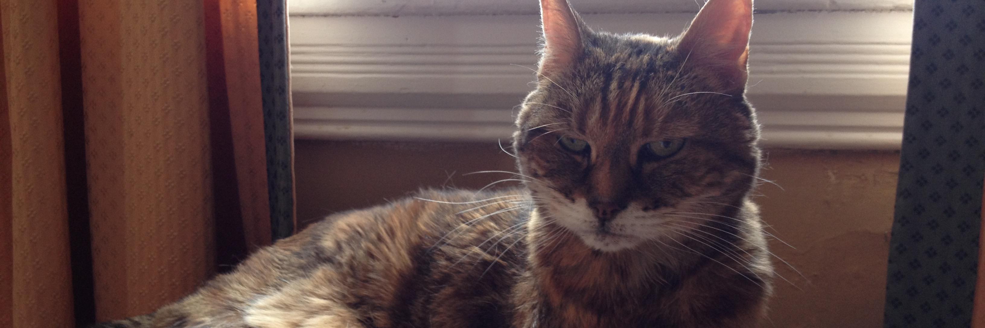 DonnaBinger's profile banner image