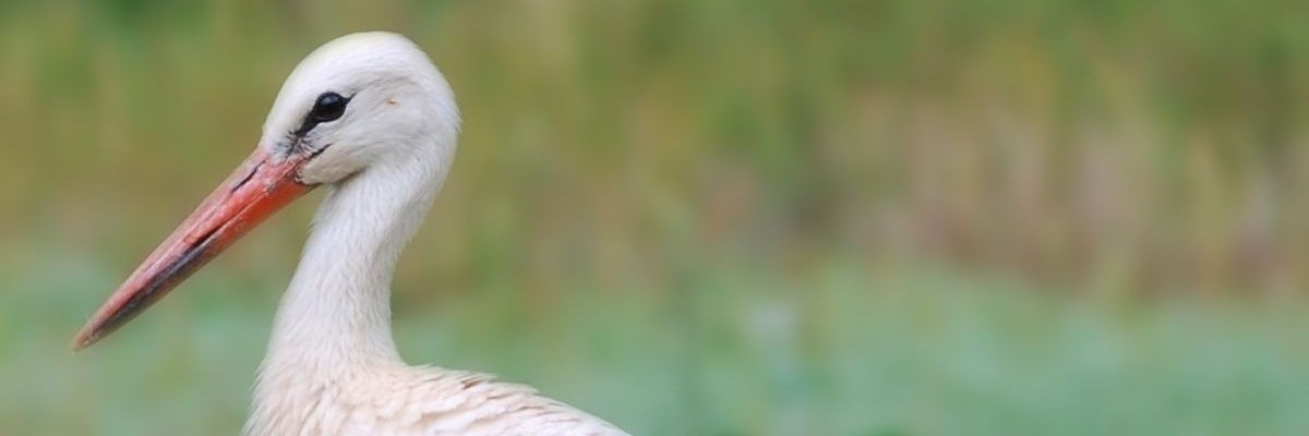 pablesfables's profile banner image