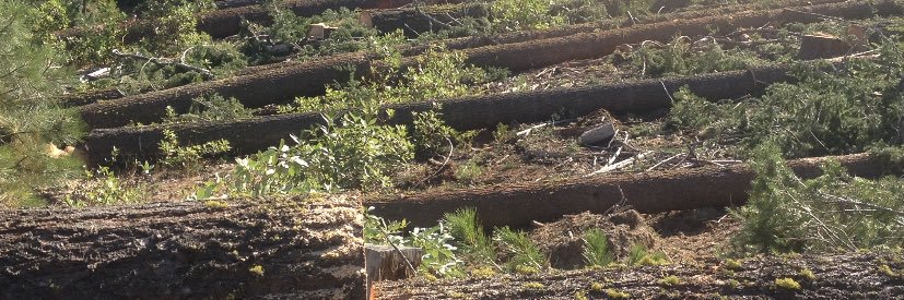 Ljtimber's profile banner image