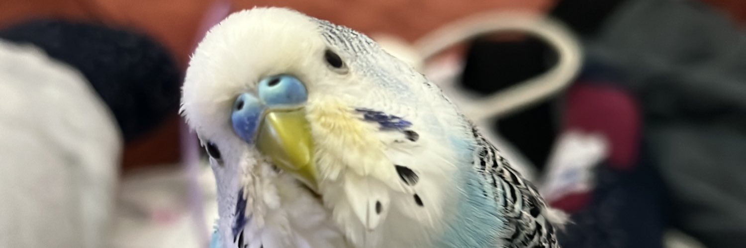 eceeoruc2's profile banner image