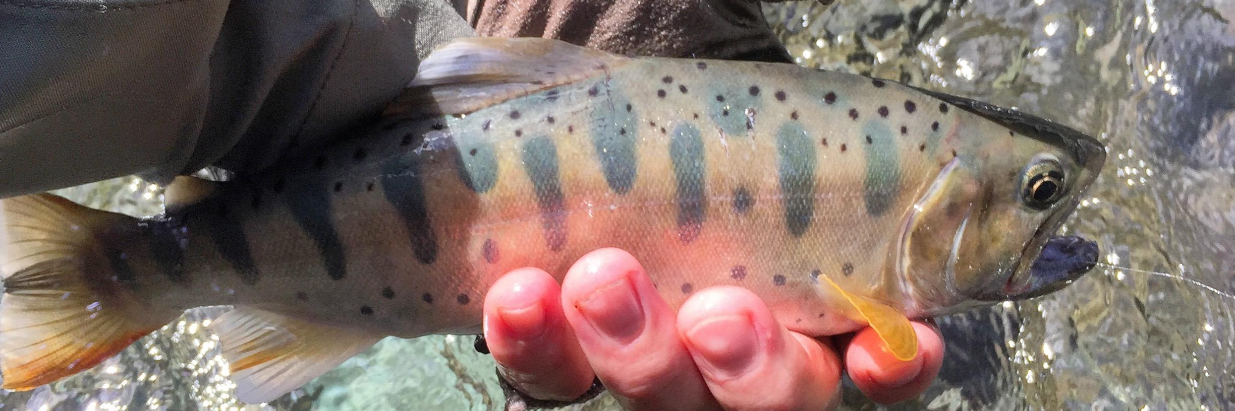 FallfishTenkara's profile banner image
