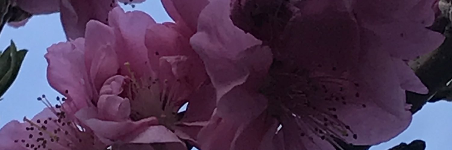 ohisamaasa's profile banner image