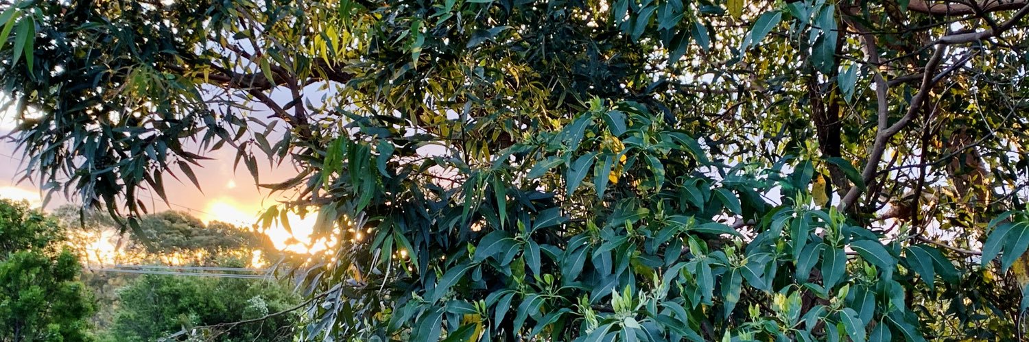 aliceroared's profile banner image