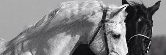 Alnory8888's profile banner image