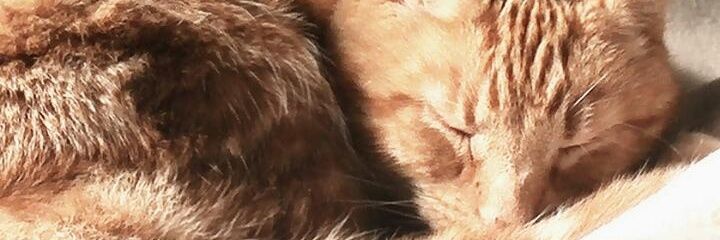 LumiBee2's profile banner image