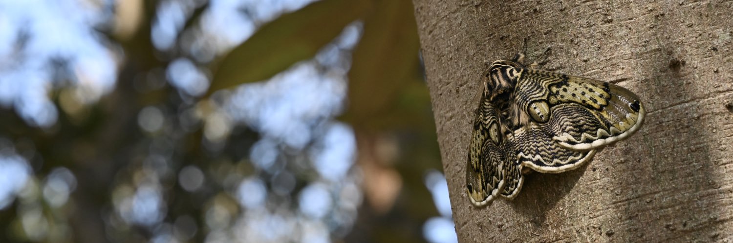 ぺりー's banner