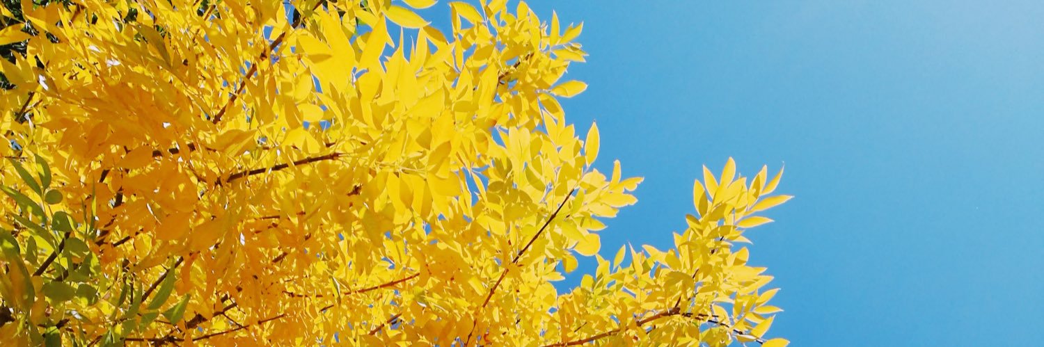 MichelleChimeg's profile banner image