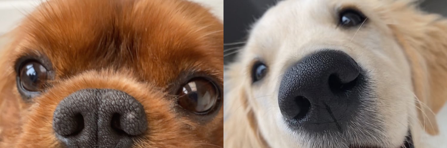 chlorg's profile banner image
