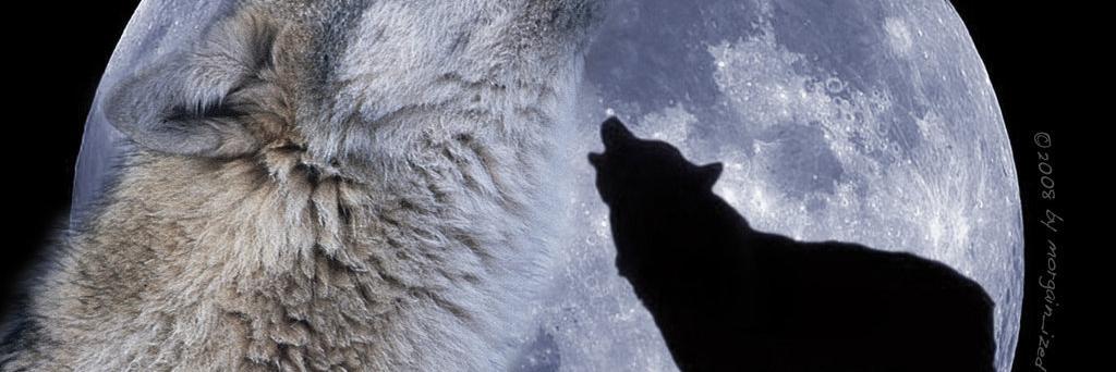 TheWolvesDenRP's profile banner image