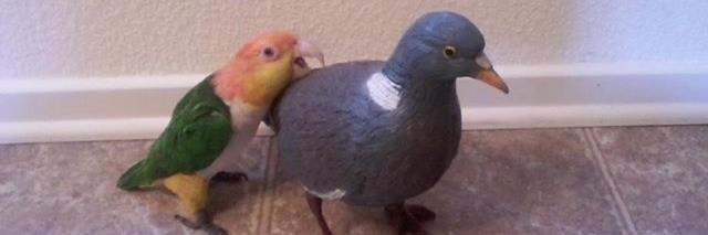 Caique Parrot banner