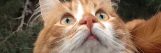 Serkan Yıldız  banner