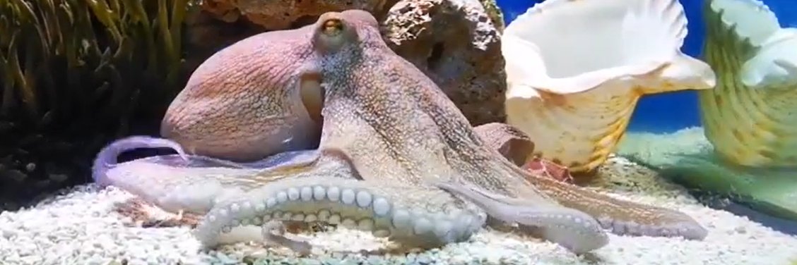 OctopusLV's profile banner image