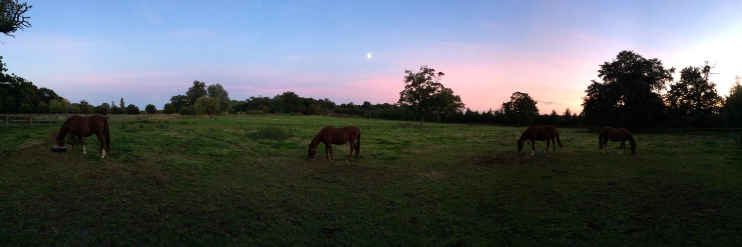 Du Soleil Stud banner