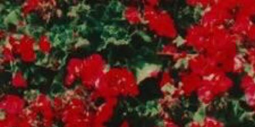 stfumaisey's profile banner image