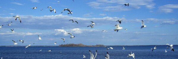 Mndeia Profile Banner