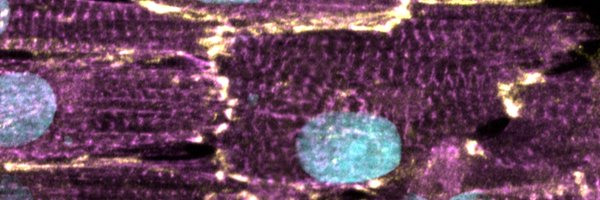 JonEdwardsMD Profile Banner