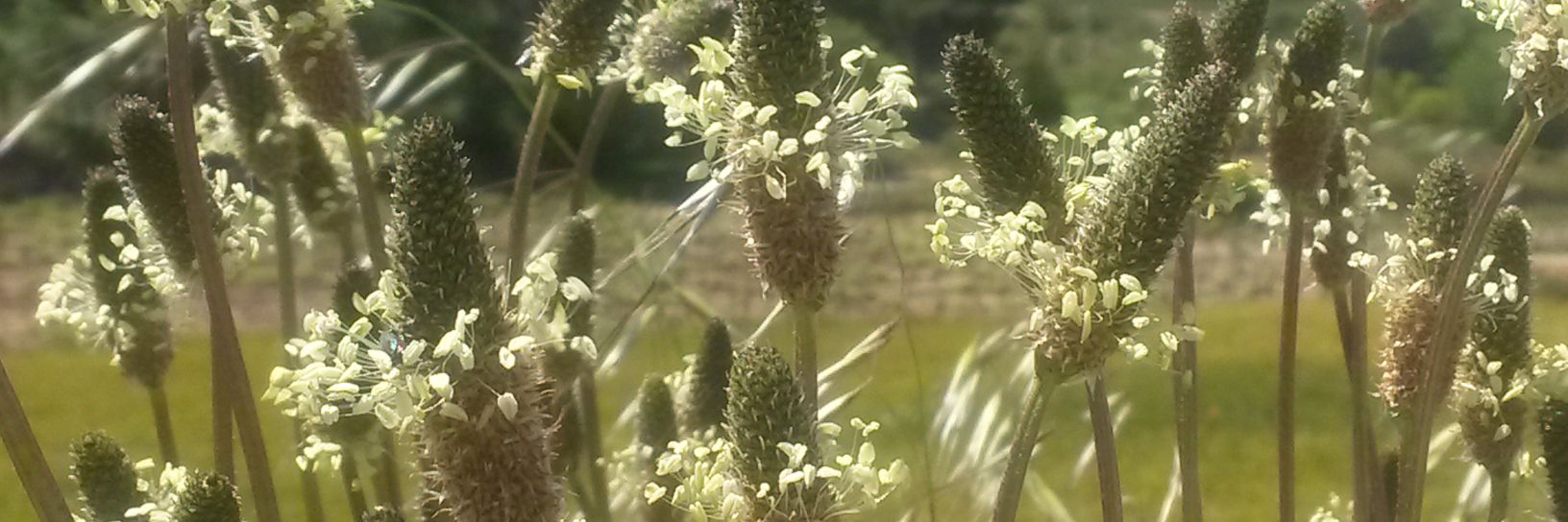 FriasSonia's profile banner image