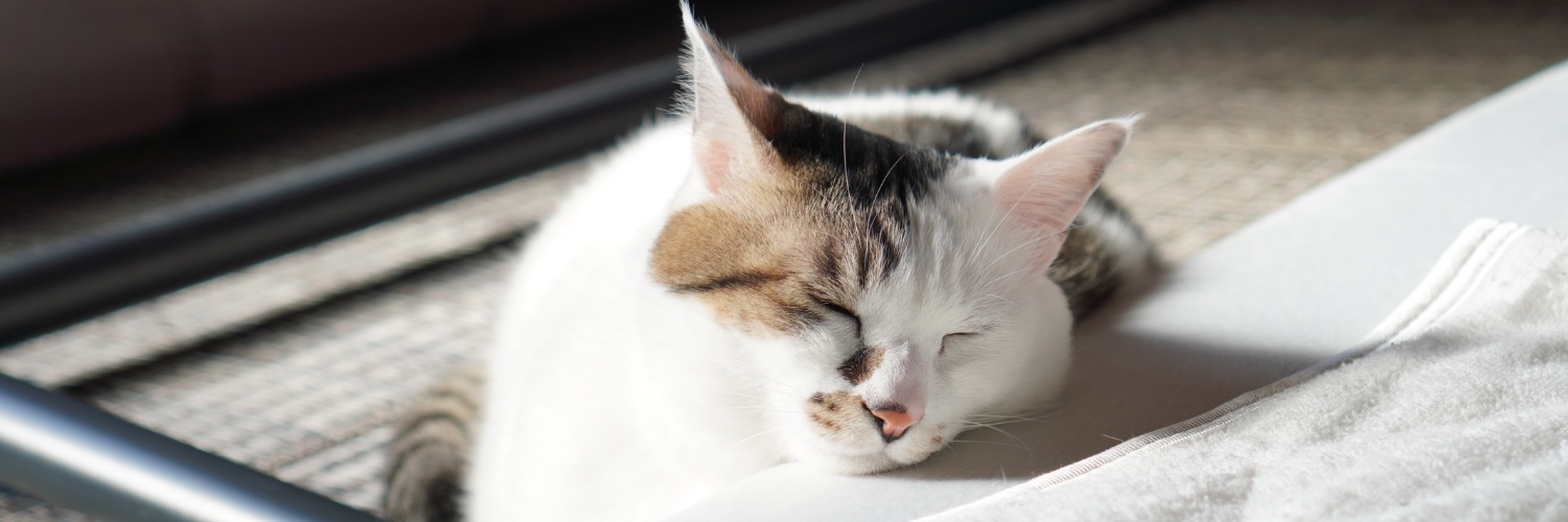 スズキアユミ｜4/11フォントさんぽステーション出展 banner