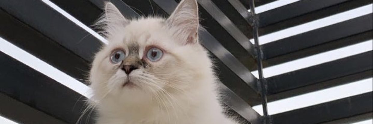 sh5_i's profile banner image